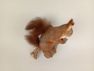 Taxidermi, Uppstoppad Ekorre