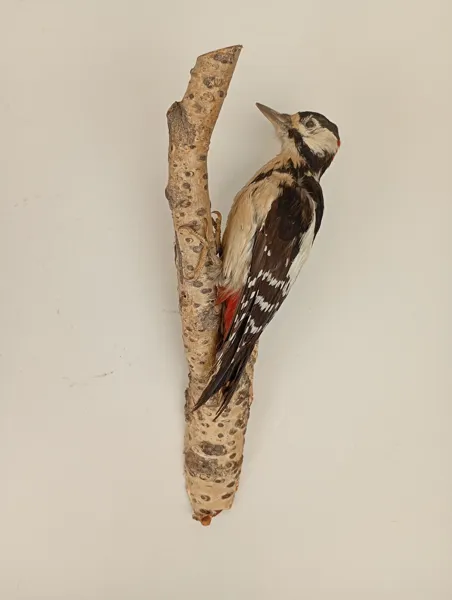 Taxidermi/uppstoppad fågel, Hackspett