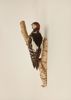 Taxidermi/uppstoppad fågel, Hackspett