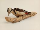 Taxidermi/uppstoppad fågel, Hackspett