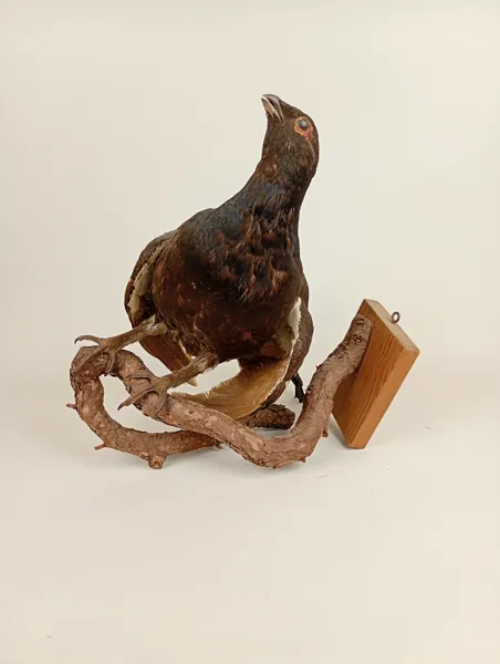 Taxidermi/uppstoppad fågel, Orre