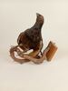 Taxidermi/uppstoppad fågel, Orre
