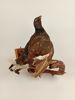 Taxidermi/uppstoppad fågel, Orre