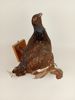 Taxidermi/uppstoppad fågel, Orre