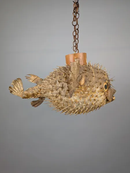 Taxidermi,Lampskärm/taklampa Blåsfisk