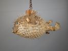 Taxidermi,Lampskärm/taklampa Blåsfisk
