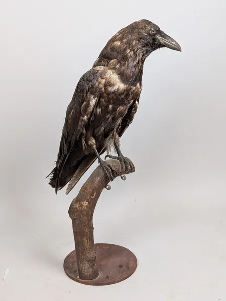Taxidermi/Uppstoppad fågel, Korp