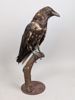 Taxidermi/Uppstoppad fågel, Korp