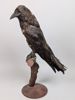 Taxidermi/Uppstoppad fågel, Korp