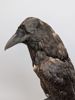 Taxidermi/Uppstoppad fågel, Korp