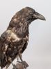 Taxidermi/Uppstoppad fågel, Korp