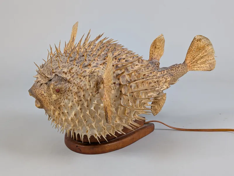 Bordslampa, Blåsfisk, Taxidermi